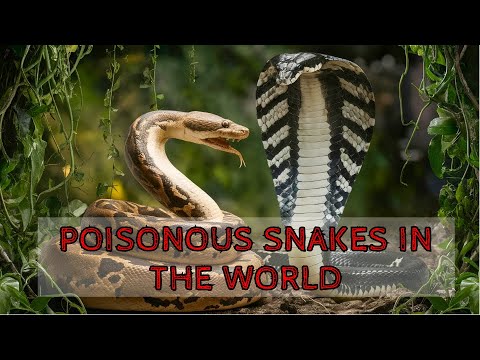 Top 10 Most Dangerous Snakes in the World 🐍⚠️ | Deadliest Serpents on Earth!