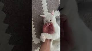 手を出すとこれ　#ねこ #cat #猫 #ねこのいる生活 #shorts
