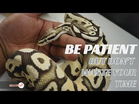 BE PATIENT WITH BALL PYTHONS