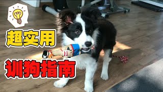 【训犬系列】想拥有一只聪明听话的边牧幼崽？训狗前注意事项了解一下！—border collie Mia