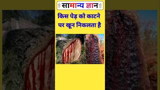 किस पेड़ को काटने पर खून निकलता है||gk samany gyan#gk question#fact#ytshorts#viralvideo||........