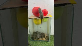 Rat trap/Top 10 best mouse trap videos in the world #rattrap #mousetrap