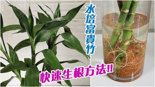 無根富貴竹水培怎樣快速生根和發芽？一個簡單方法，15天就長根啦，生長日記全分享！