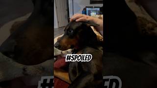 Doberman on the Couch: Head Scratches and High Standards 🤣🐾🛋️