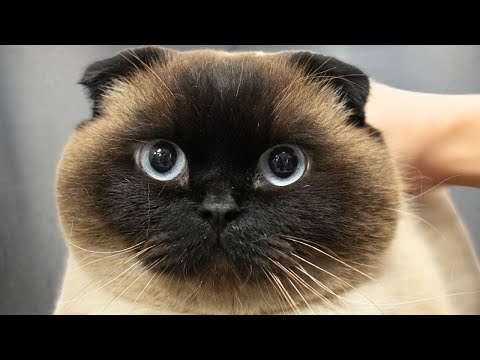 Try not to laugh with these funniest animals 😂