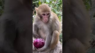 Crying Monkey | Funny animals | Eating onion 😂 #animals #eating