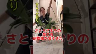 さとうさおりの育てる胡蝶蘭が凄すぎた