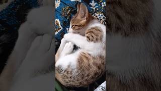 fun with tasky 😺🐾💯#shorts#viralvideo