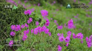Slow Life Hokkaido - Alpine Flower Fields in Asahidake