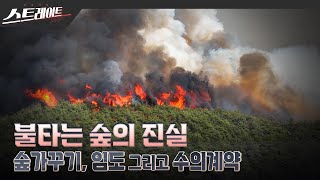[풀버전] 불타는 숲의 진실 - 숲가꾸기, 임도 그리고 수의계약 | 스트레이트 305회 (25.07.13)