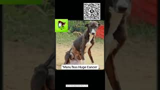 Cancer .#dog #doglover #dogowner #puppy #puppies #pets #petlover #petowner #animals #saveanimals