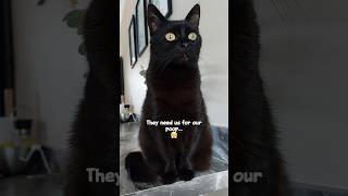 Another conspiracy theory...😤🤣 #funnyvideos #catmemes #funny #shorts #chocolate #crazycats #comedy