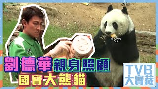 TVB大寶藏｜劉德華｜親身照顧國寶大熊貓