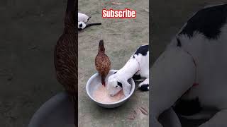 #animal #funnyanimal #funnyvideo #funny #eiting #goat