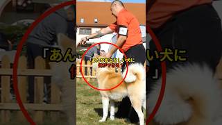 The surprising reason why the NYPD didn't adopt Akita dogs #Overseas reactions