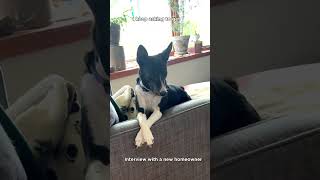 SELF Involved #flood #newhome #sump #basementdefender #dogmemes #smarthome #tested #floodalert