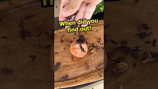 Put hibiscus flower on avocado seed #shorts