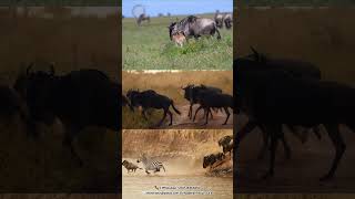 Epic River Crossing –Wildebeest Migration | Maasai Mara 2025 Safari