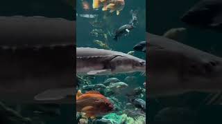 Day 5: Nibi (Water) Teachings #nibi #waterislife #protectourwaters #nibigathering2023