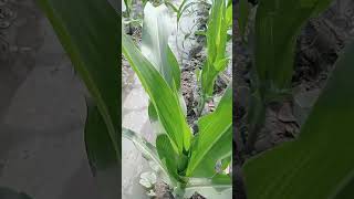 #farming#shorts#video#funny#farmer#song