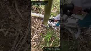 Liyan videos cut clip#vnediter