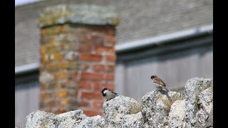 Lundy Island Special 9 - Lundy Village