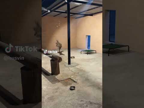 #viralvideo #catvideos #trendingshorts #shorts