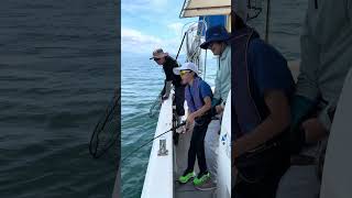 I caught a yellowtail on my first try❗️