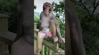 Monkey Life #short5