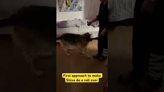 #dog #germanshepherd #germanshepherddog #germanshepherdshort #rollover #rollen #fastlearning