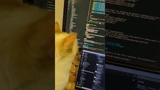 Cat and mouse - VS code style