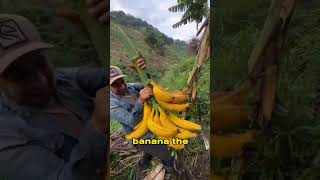 Bananas could be extinct soon! #shorts  #fact  #quickfacts  #quickminds