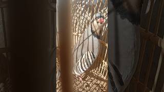 My New Hunter Zabardast Shikari Chakorنیا شکاری۔شکاری چکورآواز دیکھوں@KeklikSevdallar@WildFocus-