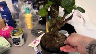 New houseplants! (Slowpaced video)