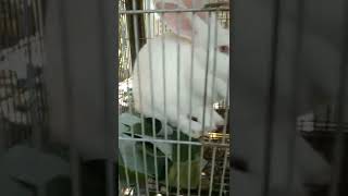 a shy rabbit 😍