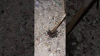 Ant Attack 2
