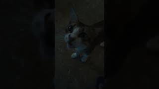 myavoo | jimmi |cat |