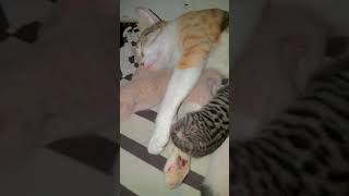 its feeding time 💖#shorts #kittens #cute #mom #like #share #subscribe #likeforlikes #shortvideo