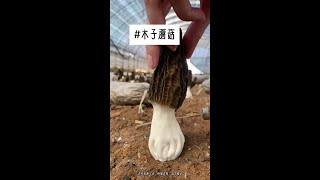 #知乎好文推荐 #文荒推荐 #拯救书荒 #宝藏小说 #适合女生看的小说推荐