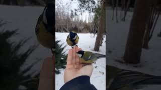 six seconds of tit feeding | unity with nature