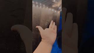 hand viral video #trending #love #shortsfeed #shortvideo #trendingshorts #trendingvideo #reelstrend