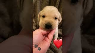 #labpuppy #trending #viral #yellowlab #yellowlabrador #dogsitter #lablove #labpup #shorts #short