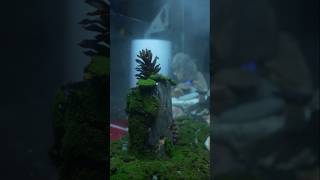 Tiger Centipede Ecosystem Part - 2 #shorts #bluebox