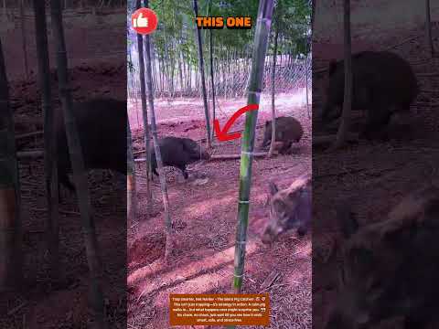 Trap Smarter, Not Harder – The Silent Pig Catcher! 🐷🎯 #001 #toolsight #trap #smartfarming