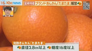 宮崎県産ブランドきんかん「たまたま」　販売解禁