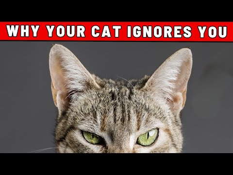 This Is Why Your Cat Ignores You - NOT DISLIKE!