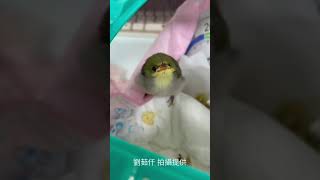 綠繡眼幼鳥索食聲