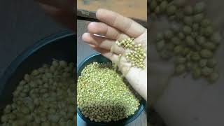 NEW GREEN CORIANDER SEEDS 🔥🔥🔥