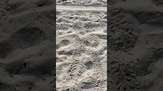 Turtle tracks ￼
