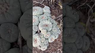 How to harvest wild cacti. 😬 #cactus